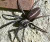 Segestria florentina